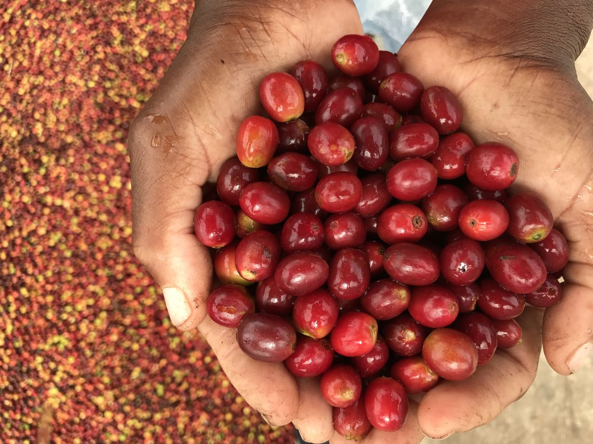 Hands holding freshly picked Blue Mountain coffee cherries above the washing floor