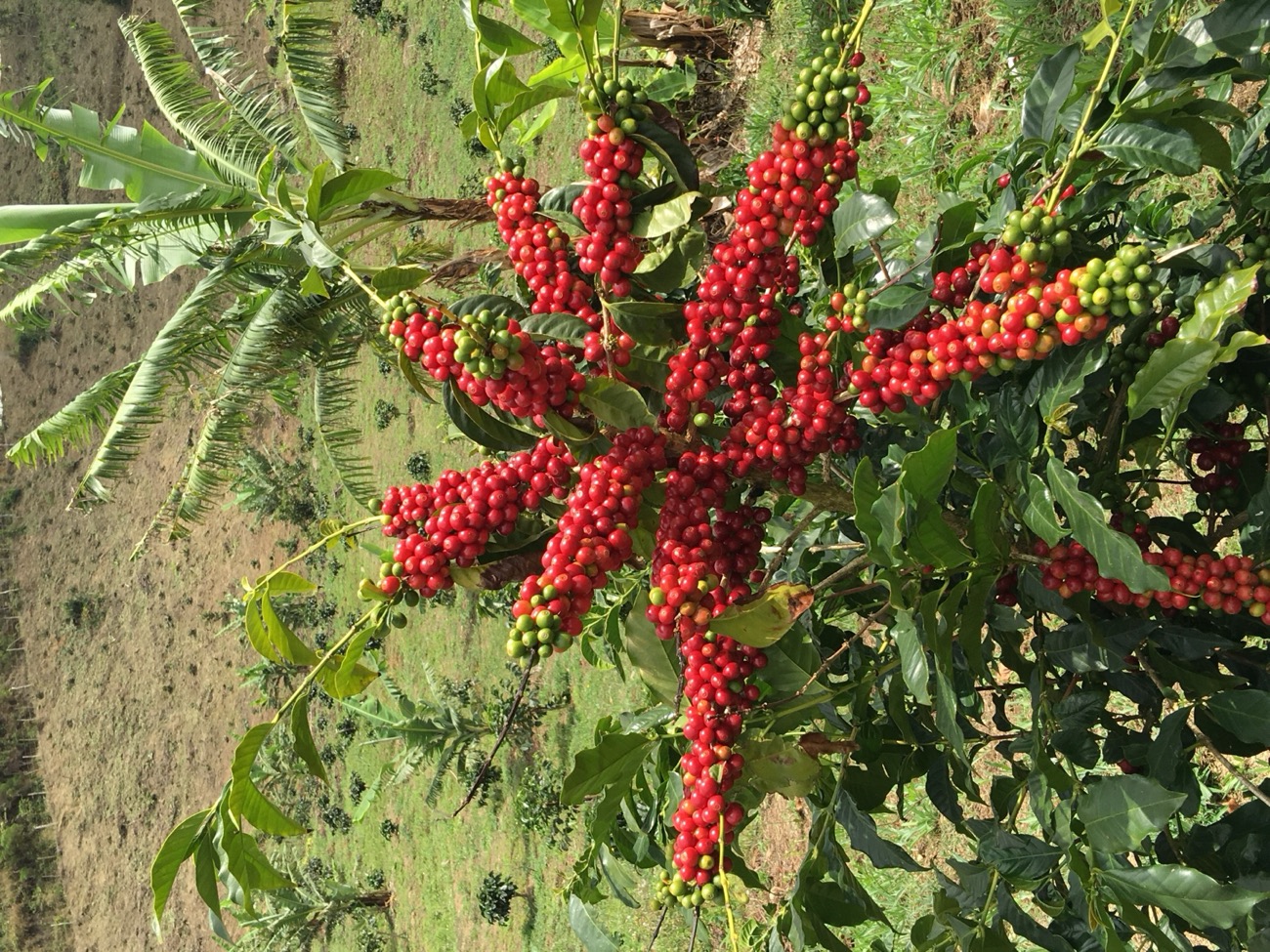 Ripe Blue Mountain coffee cherries on the branch, with the mountains beyond