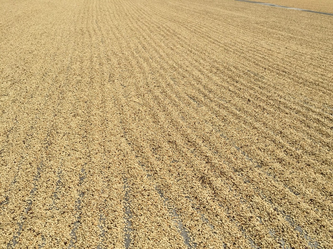 Blue Mountain coffee drying in long rows on the estate patios in the sun